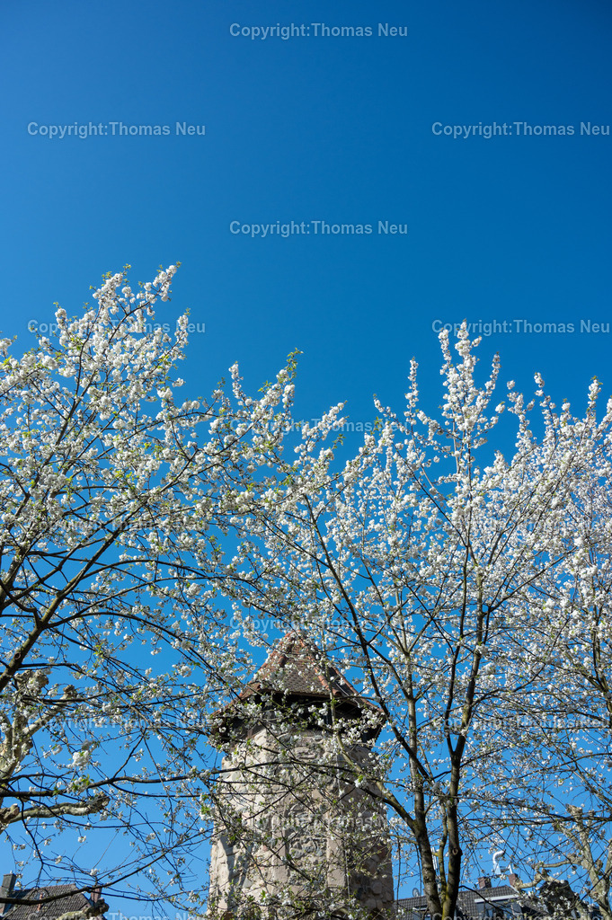 rinnentorturm-bensheim-fruehling-blueten-bergstrasse-Fotografie-Thomas_Neu.jpg-17 | Das Rinnentor in Bensheim, ein Wahrzeichen der Stadt, /Wikipedia: Der Rinnentorturm ist ein Rest der mittelalterlichen Stadtbefestigungsanlage, die im 13. und 14. Jahrhundert zur Sicherung der Stadt Bensheim errichtet wurde. Das Rinnentor, so wird heute vermutet, sollte den westlichen Abfluss der Lauter aus der Stadt heraus sichern. Ursprünglich bestand das Rinnentor aus einem mittleren Baukörper mit hohen Korbbogenöffnungen sowie Schlüsselscharten in der westlichen Mauer des Wehrganges. Im Norden fügte sich der heutige Rinnentorturm an, weiter südlich der Sicherungsbau. In der ersten Hälfte des 18. Jahrhunderts wurde die Lauter nach Norden verlegt und die südliche Stadtmauer abgebrochen, um einen westlichen Stadtausgang zu schaffen. 1885 wurde dann dieses Stadttor auf Betreiben einiger Bürger bis auf den heutigen Rinnentorturm abgebrochen. Als Gründe wurden verkehrstechnische Probleme (eine zu enge Durchfahrt für Kutschen) sowie eine angebliche Baufälligkeit angeführt. Die Stadt Bensheim gab damit eines ihrer Wahrzeichen auf. Ein Verlust, den man bald realisierte und der noch heute im Bewusstsein vieler Bensheimer Bürger vorhanden ist.[1],Bild: Thomas Neu