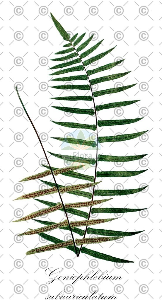 HistAbb_634L8_1_ENZY_Simple | Historische Abbildung von Goniophlebium subauriculatum - Polypodiaceae | Historical Illustration of Goniophlebium subauriculatum - Polypodiaceae