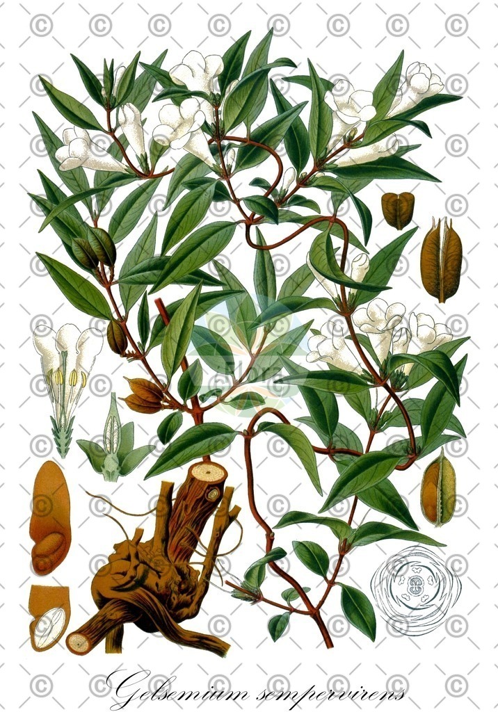 HistAbb_wfo-0001213830_1_ENZY_Simple | Historische Abbildung von Gelsemium sempervirens - Gelsemiaceae | Historical Illustration of Gelsemium sempervirens - Gelsemiaceae