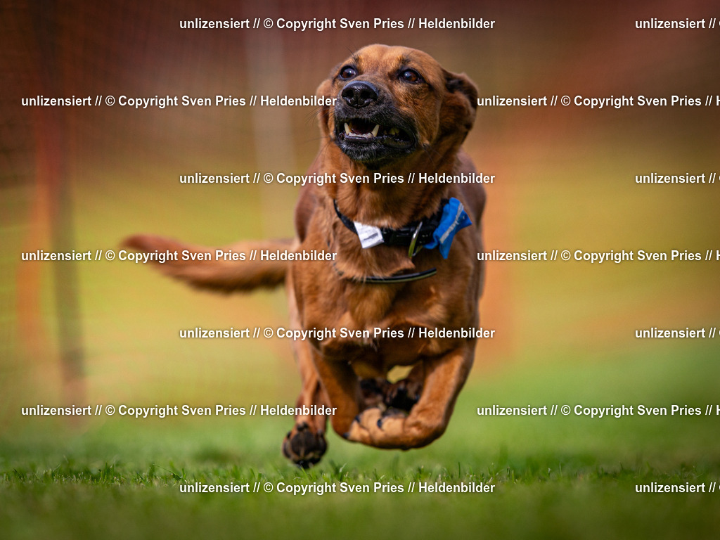 Sven Pries | 2024-09-22 - Hunderennen Baden-BadenPudelverein - Realisiert mit Pictrs.com