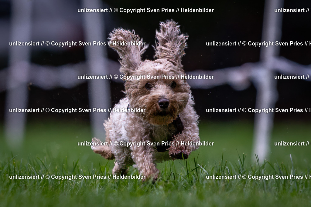 Sven Pries | 2024-10-19 - Hunderennen Ober-Grombach - Realisiert mit Pictrs.com