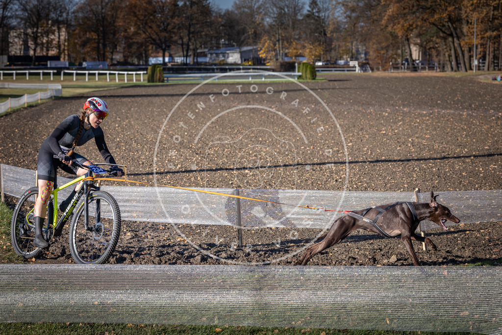 CaniXpix_DV3A4012 | Hundefotografie, Tierfotograf, Pfotenfotografie, Fotoshooting Hund, Hunde Portrait, Hundesport, Hundeportraits, Heideshooting, Hunde, Sportfotograf, Hundefotograf, Turnierhundsport, THS,  - Realisiert mit Pictrs.com