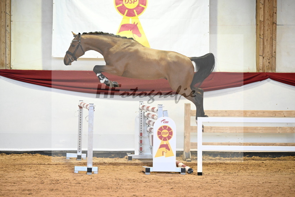 Kat-Nr. 2 Baggio x Continus Grannus_Gestuet Sprehe_47241097 | hf-fotografie - Realizzato con Pictrs.com