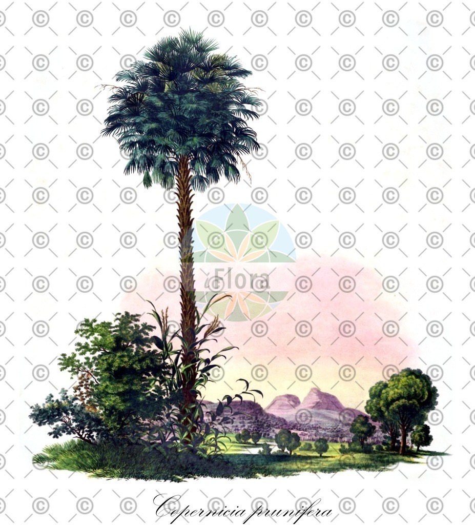 HistAbb_wfo-0000921608_2_ENZY_Simple | Historische Abbildung von Copernicia prunifera - Arecaceae (Carnaubapalme) | Historical Illustration of Copernicia prunifera - Arecaceae