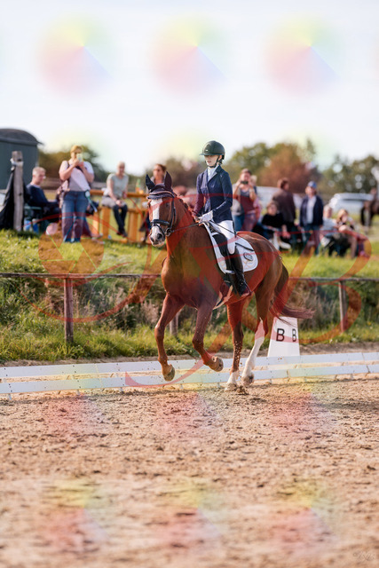 2026_10_03_Siefer-Hof_133126_Z81_85320673 | Professionelle Reitsport-, Turnier- und Eventfotografie von Robert Broda. Galerien mit ausgewählten und bearbeiteten Bildern direkt online ansehen und bestellen.