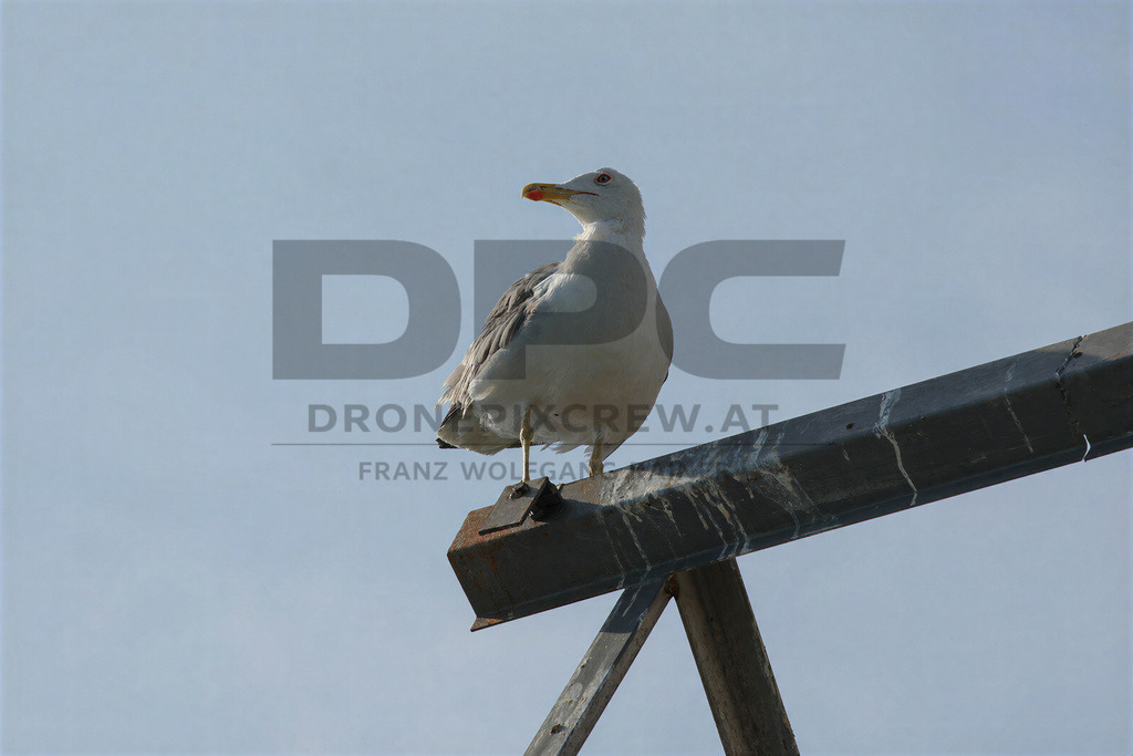 Yellow-legged Gull (Larus michahellis) | Yellow-legged Gull (Larus michahellis), a large gull species commonly found along Mediterranean coasts, rocky shorelines, harbours and coastal areas. - Realisiert mit Pictrs.com