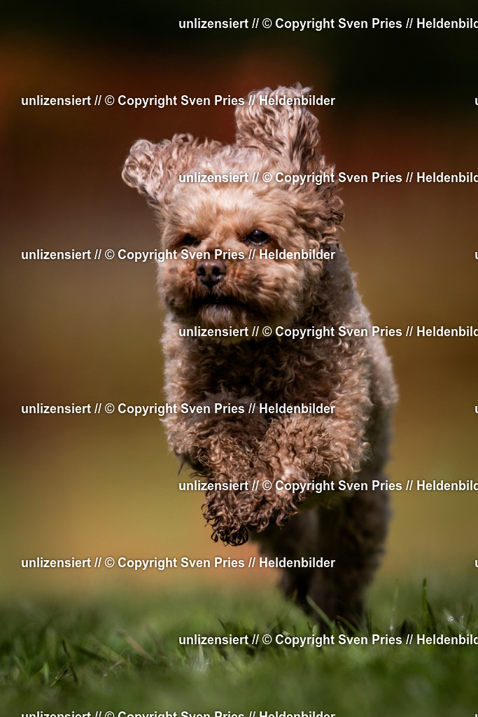 Sven Pries | 2024-04-21 - Hunderennen Baden-Oos
Foto: Sven Pries - Realisiert mit Pictrs.com