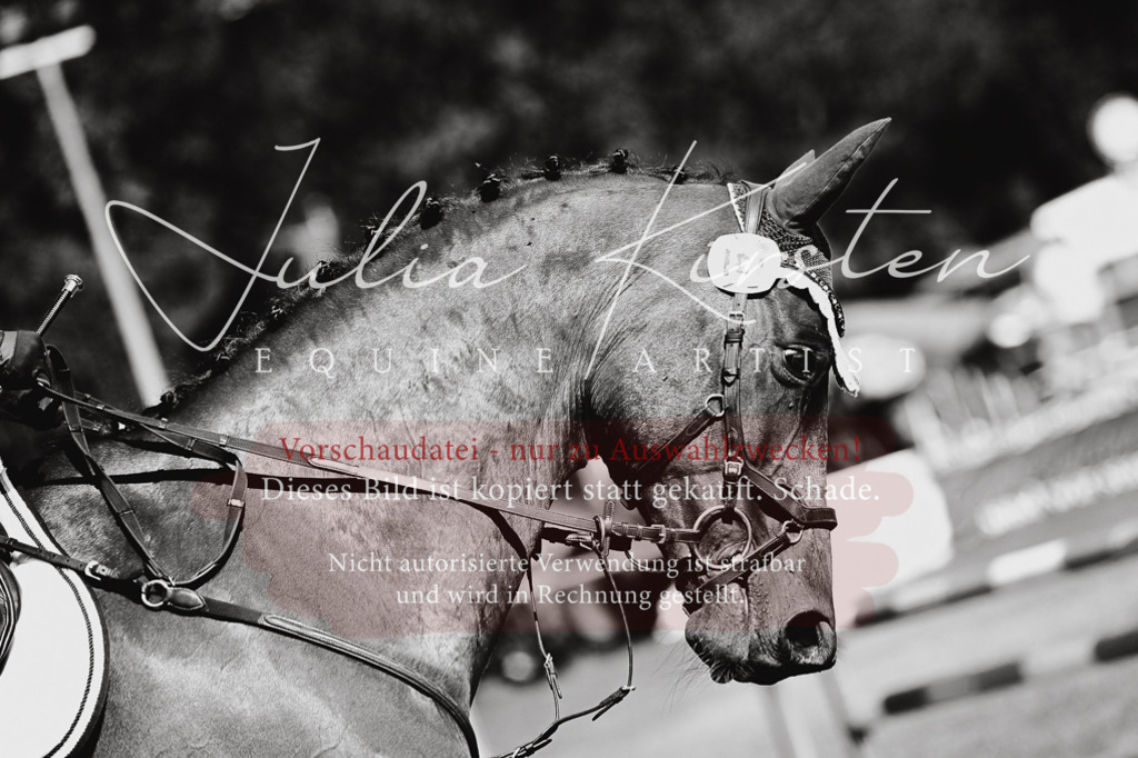 DSC_9801 | Pferde- und Turnierfotografie in Westsachsen. Pferdeportraits, Auftragszeichnungen und intuitive Kunst.