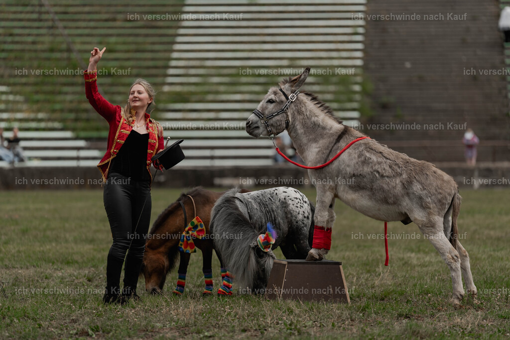 Showprogramm-268 | working equitationturnier fotograf videograf stoibphotography marixx film working equitation deutschland reitsport turnierfotografie eventfotografie equestrian events
