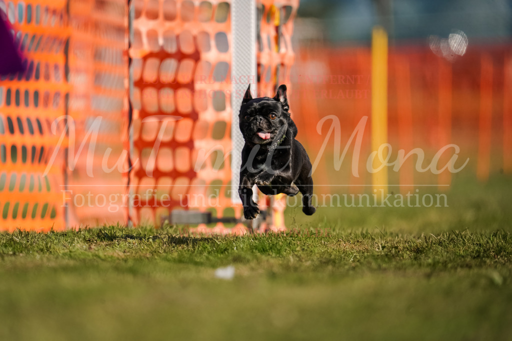 20250928_Hunderennen-150 | MuT (Mensch und Tier) mit Mona - Fotografie und Tierkommunikation - Realisiert mit Pictrs.com