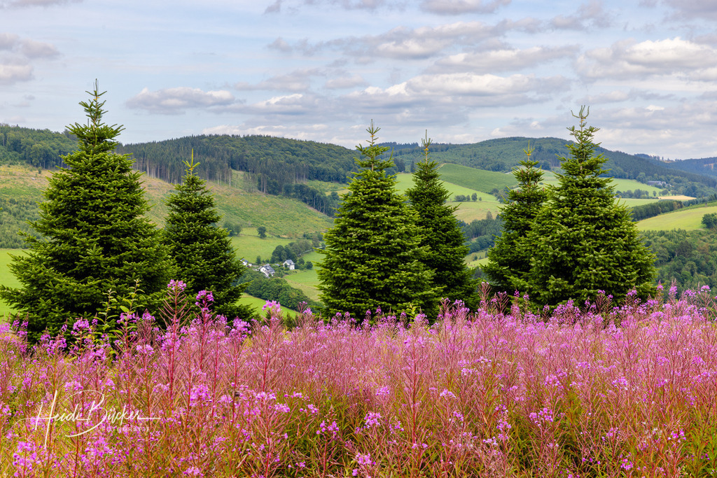 Westfeld und Umgebung 038 | Bilder und Impressionen zu jeder Jahreszeit aus dem Sauerland im Naturpark Sauerland-Rothaargebirge - Realisiert mit Pictrs.com