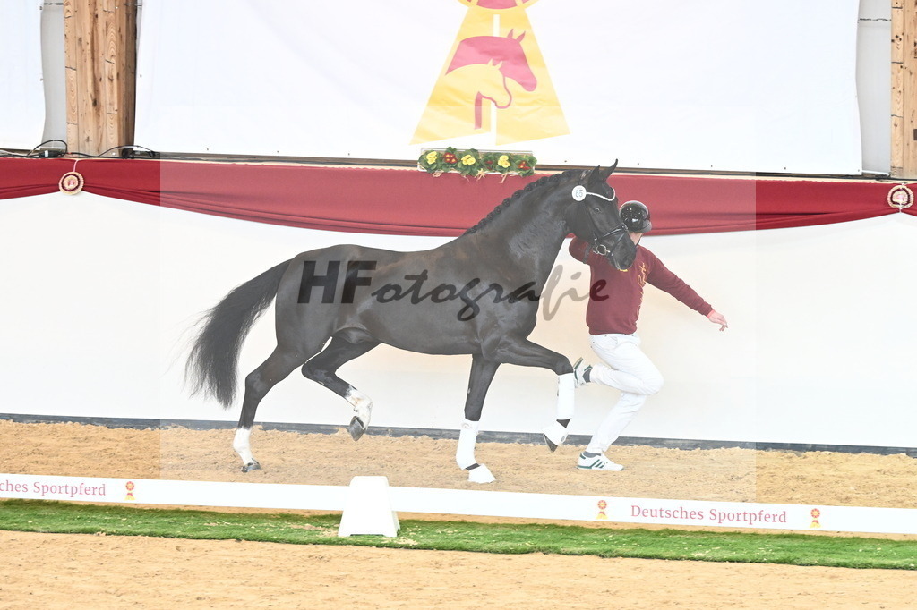Kat.-Nr. 65 v. Springbank II VH_Reichert_2240820 | hf-fotografie - Realisiert mit Pictrs.com