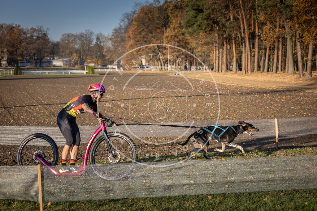 CaniXpix_DV3A1493 | Hundefotografie, Tierfotograf, Pfotenfotografie, Fotoshooting Hund, Hunde Portrait, Hundesport, Hundeportraits, Heideshooting, Hunde, Sportfotograf, Hundefotograf, Turnierhundsport, THS,  - Realisiert mit Pictrs.com