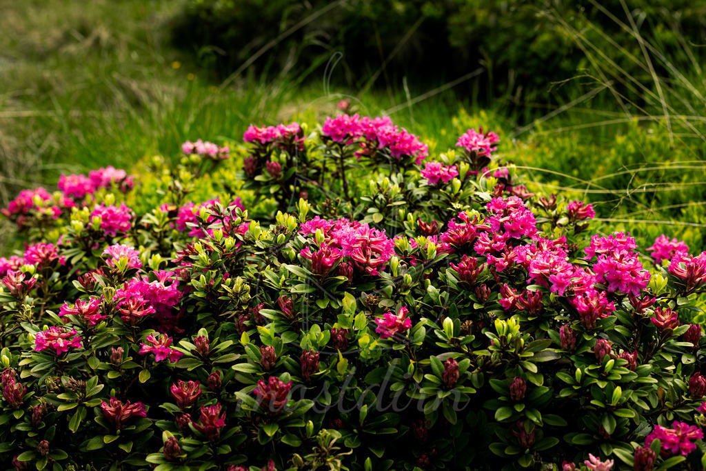 Almrrausch_Lungau_ Mostdirn_Irmgard_Wieser-9740 | Ihre Fotografin im Lungau, ihre Fotografin im Mostviertel, Wandbilder Onlineshop, Imagefotos für Ihr Unternehmen,  - Realisiert mit Pictrs.com