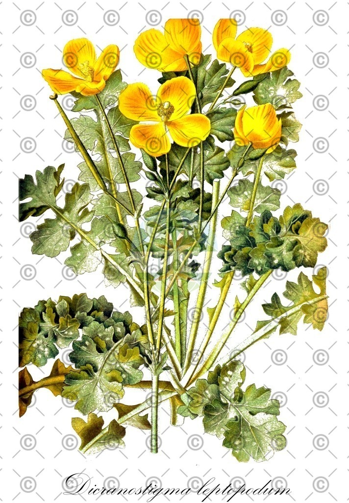 HistAbb_wfo-0001159019_1_ENZY_Simple | Historische Abbildung von Dicranostigma leptopodum - Papaveraceae (Franchet-Dicranostigma) | Historical Illustration of Dicranostigma leptopodum - Papaveraceae