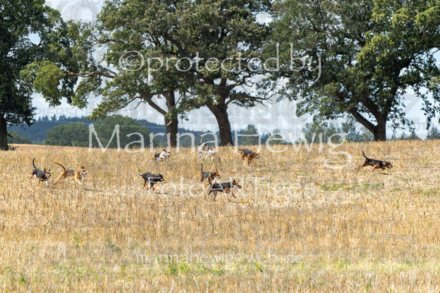 Jagd Wittenberg_MarinaHewig_MCH6492 | Fotografie, FotoArt, PferdesportArt, Pferdesportfotografie, Landschaftsfotografie, Reisefotografie, Reise, Pferde - Realisiert mit Pictrs.com