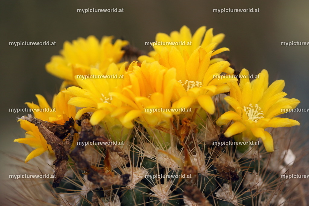 Rebutia neocumingii-002 | Das Bilderarchiv über Tiere, Planzen und Landschaften. In der Bilddatenbank finden Sie ein große Auswahl an hochwertigen Bilder für Ihre Werbung - Realisiert mit Pictrs.com