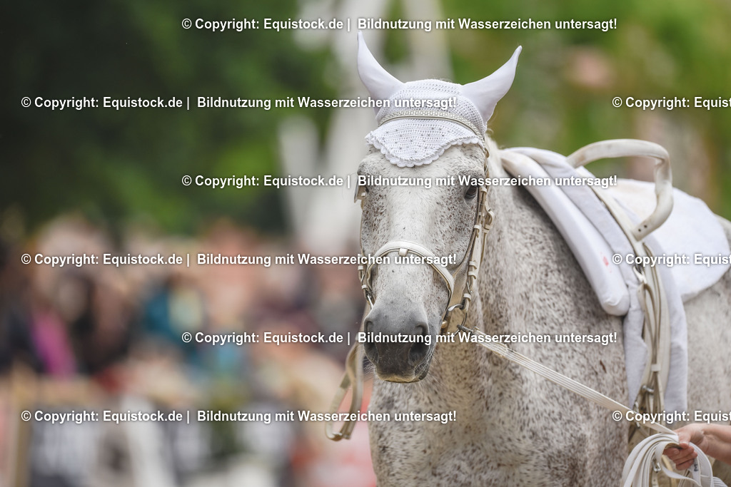 20240519_Voltige_0126 | Foto: Thomas Hartig