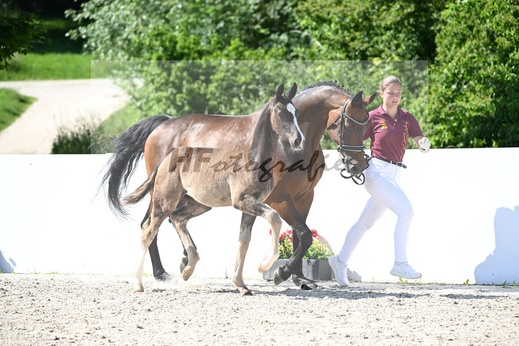 Escamillo x San Amour I_HF_160325_ZG Fink-Deichner Gantner_13251775 | hf-fotografie - Realizzato con Pictrs.com