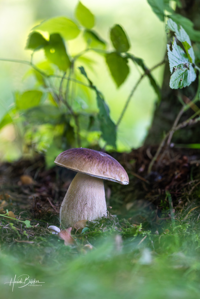 Steinpilz unter Blättern | Steinpilz unter Blättern in einem Fichtenwald - Realisiert mit Pictrs.com