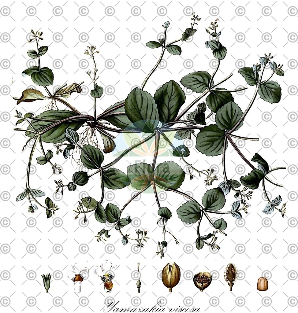 HistAbb_89XJ_1_ENZY_Simple | Historische Abbildung von Yamazakia viscosa - Linderniaceae | Historical Illustration of Yamazakia viscosa - Linderniaceae