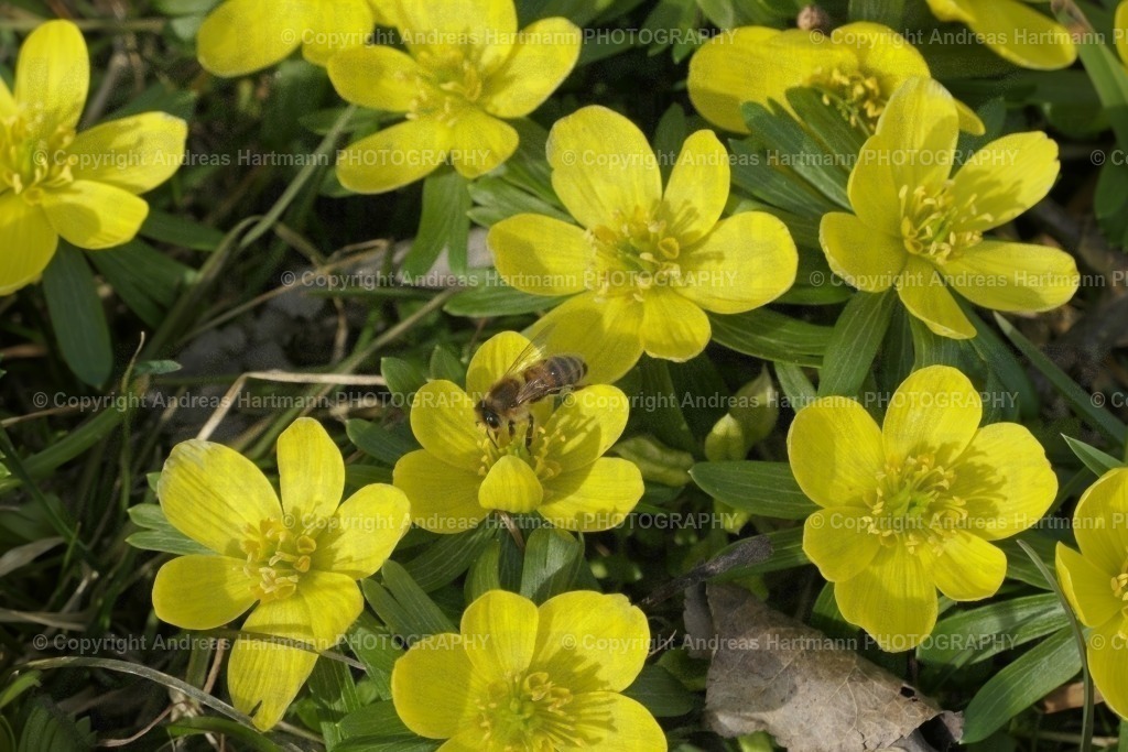 Winterlinge mit Biene | Winterlinge mit Biene - Die Winterlinge im Jenaer Rautal, nahe dem Ortsteil Closewitz blühen wieder in voller Pracht. Bei den frühlingshaften Temperaturen sind die ersten Bienen auf den gelben Blüten zu beobachten.  - Realisiert mit Pictrs.com