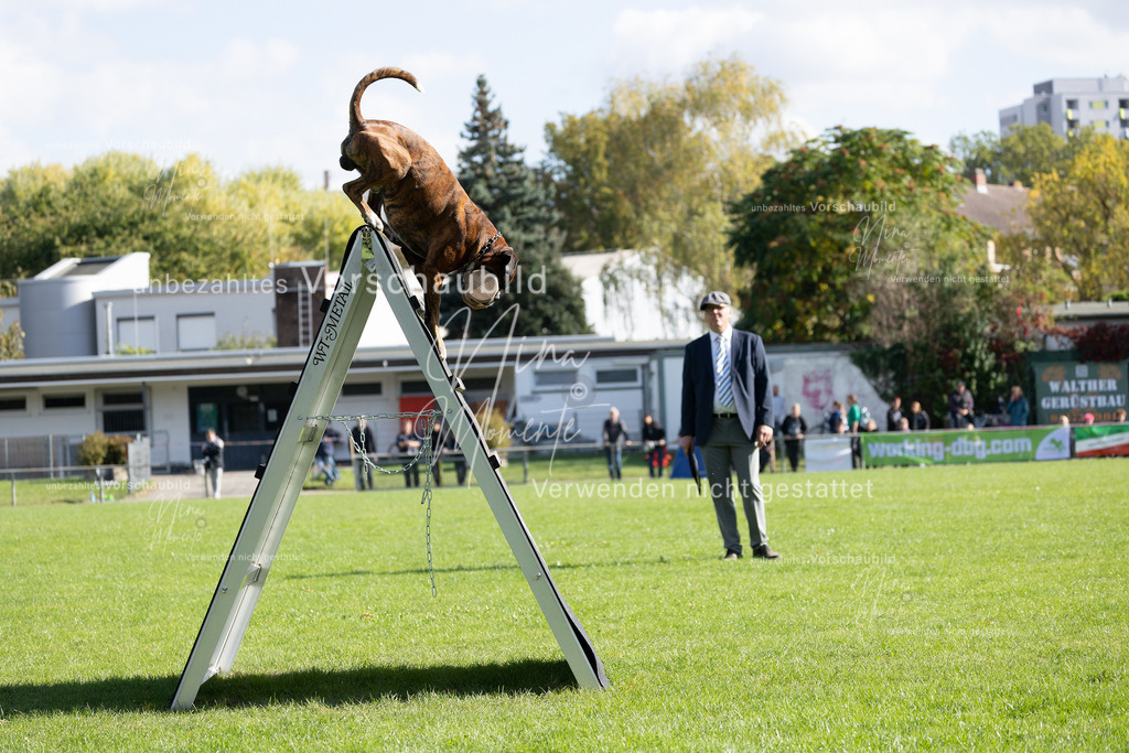 _16A5279 | Einzigartige Fotos von Hunden & Menschen –Actionfotos, Portraits, Vereinsaufnahmen & Paarshootings – authentisch, lebendig & mit Herz.