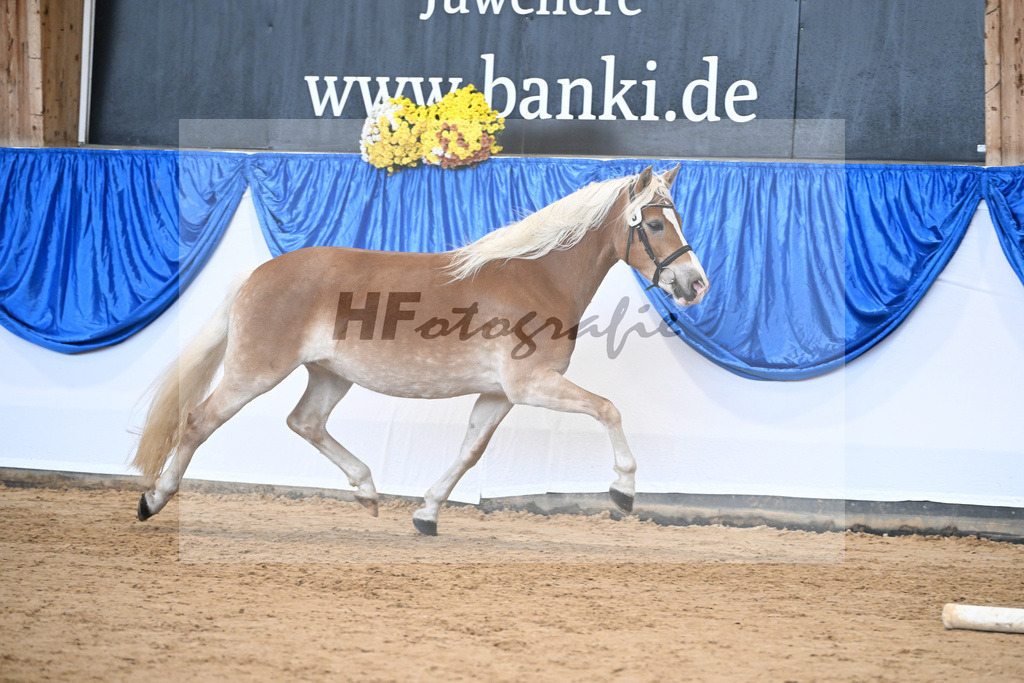 Bl. Band Kat-Nr. 9 Nina v. Sonnenkoenig Gold_Haenle_48251422 | hf-fotografie - Realisiert mit Pictrs.com