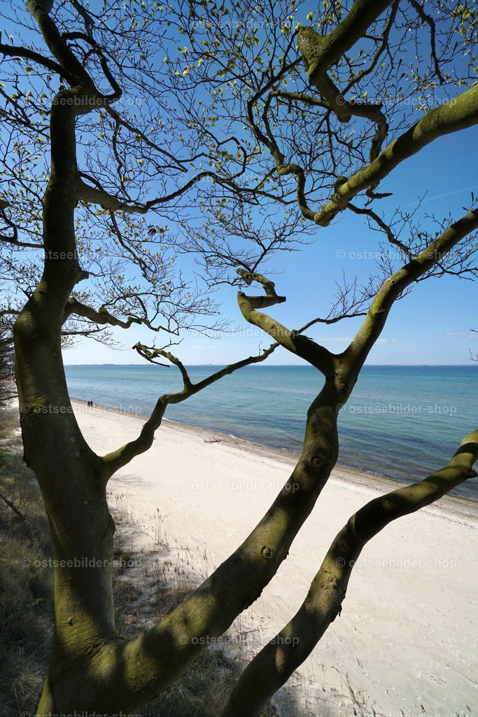 Baumgruppe am Steilufer | Der Blick fällt durch verdrehte Äste einer Buchengruppe auf den weiten, einsamen Sandstrand an der Ostsee.