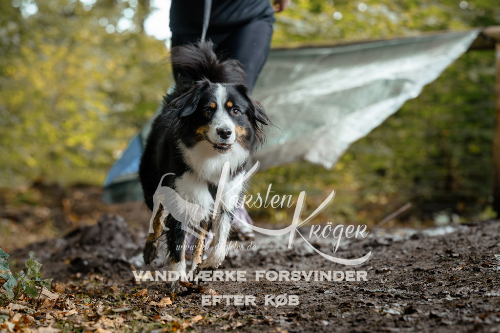 1427DZ6_2185Z6 | kk-dogfotos