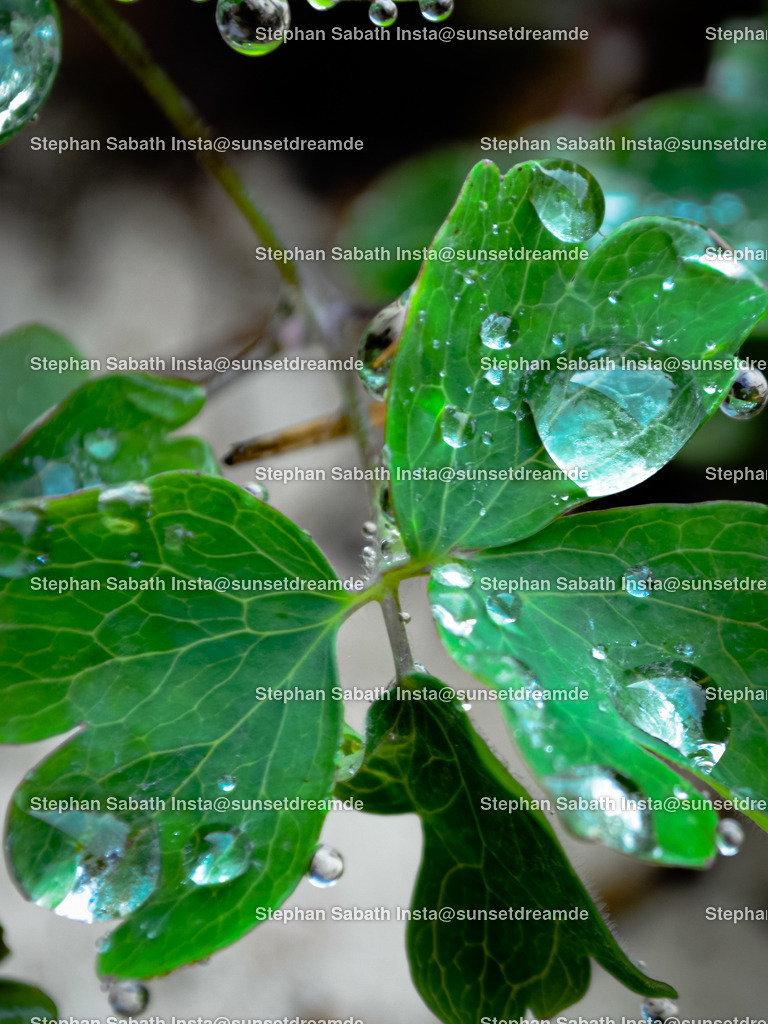 Raindrops | Sie werden ihren Augen nicht trauen