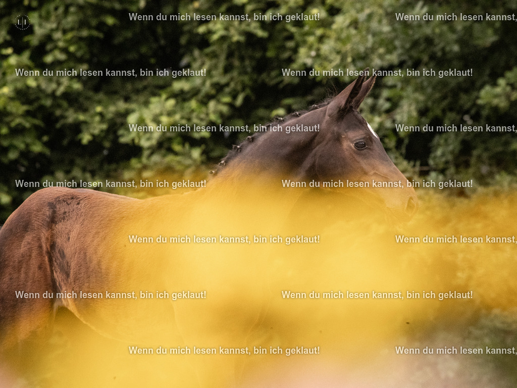 A10I4465 15.58.11 | photographylinaismer - Realisiert mit Pictrs.com