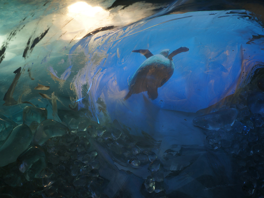 Schildkröte im Wasser | cornelia-geissler - Realisiert mit Pictrs.com