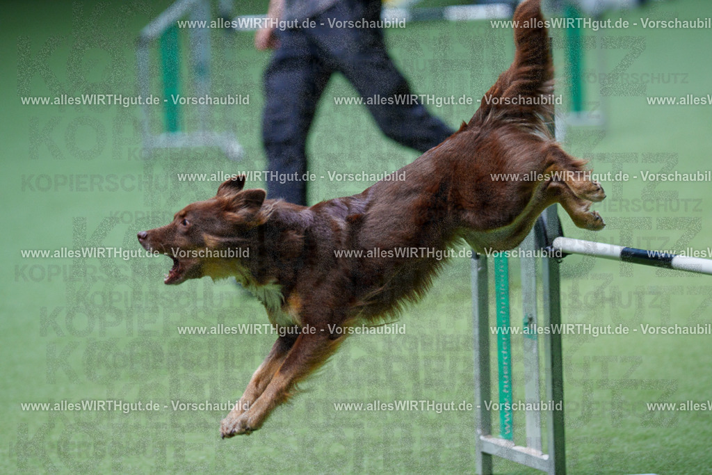 @allesWIRTHgut_Tierfotografie - www.allesWIRTHgut.de - 2604251220-7R501435 | Professionelle Tierfotografie in Mönchengladbach von Daniel Wirth (allesWIRTHgut). Liebevolle & natürliche Bilder von Hunden & Katzen für unvergessliche Erinnerungen.