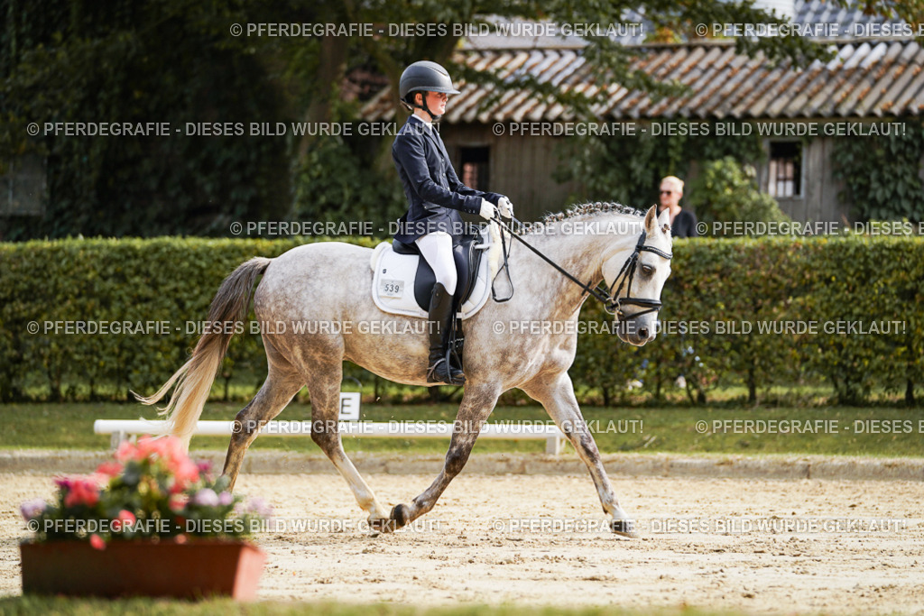 DSC04743 | Pferdegrafie