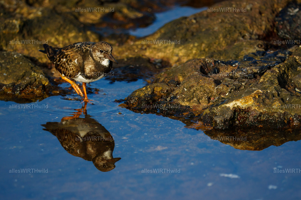 allesWIRTHgut Tierfotografie - allesWIRTHgut.de - 7IV01455 | Entdecke die faszinierende Welt der Natur- und Wildlife-Fotografie von Daniel und Bärbel. Inspirierende Bilder von wilden Tieren und kleinen Naturwundern.