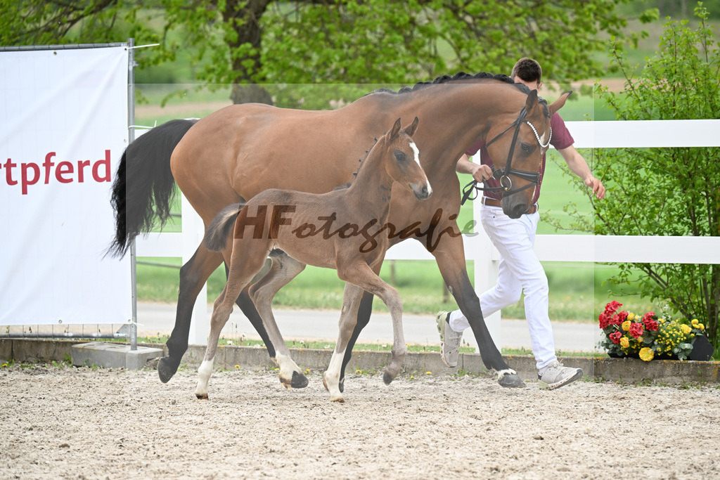 Kat-Nr. 27 HF St. Noble x Sezuan_Fetzer_23260865 | hf-fotografie - Realisiert mit Pictrs.com