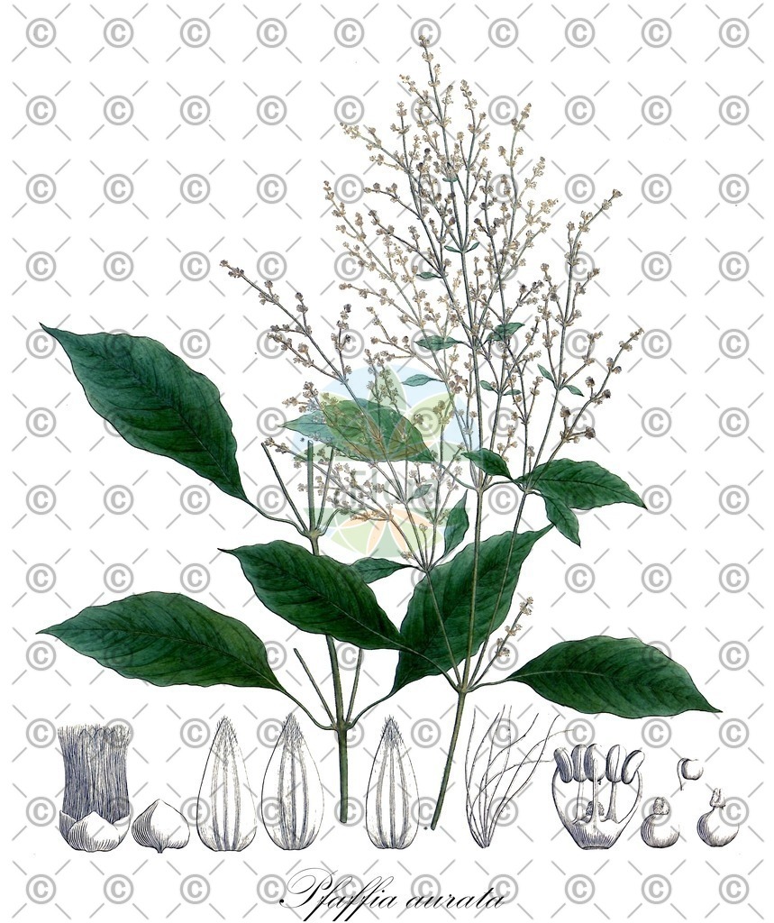 HistAbb_wfo-0001289103_2_ENZY_Simple | Historische Abbildung von Pfaffia aurata - Amaranthaceae | Historical Illustration of Pfaffia aurata - Amaranthaceae