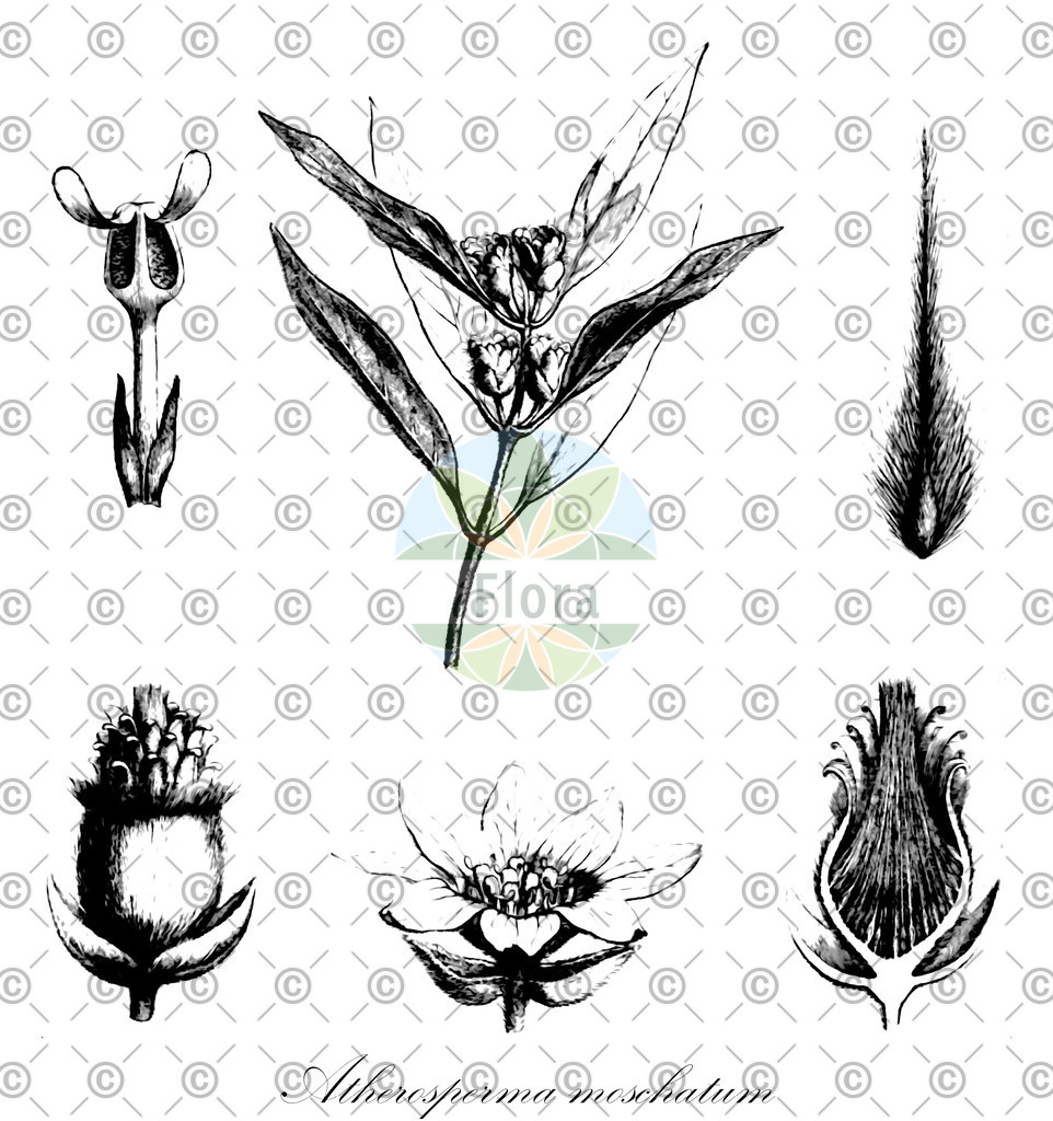 HistAbb_wfo-0000555572_1_ENZY_Simple | Historische Abbildung von Atherosperma moschatum - Atherospermataceae | Historical Illustration of Atherosperma moschatum - Atherospermataceae