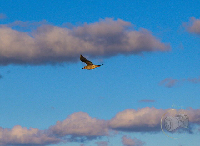_DSC1501 | Shop für Prints Landschaftsfotografie Sächsische Schweiz Naturfotografie in Thüringen Fotos vom Findlingspark Nochten Kloster Sankt Marienstern Bilder Festung Königstein PanoramaRhododendronpark Kromlau FotogalerSchleswig-Holstein Küstenlandschaften