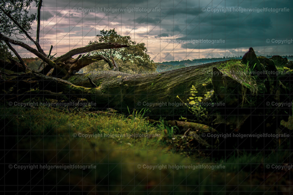 Der Liegende II | Kaufen sie online außergewöhnliche Fotografien auf Leinwand Acrylglas Fotoprint Aludibond von holgerweigeltfotografie - Realisiert mit Pictrs.com