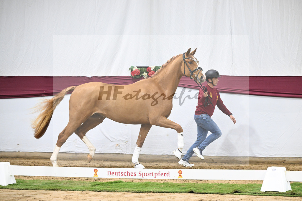 Kat-Nr. 57 Fanegro x Lord Loxley_Mathieu Beckmann_47252124 | hf-fotografie - Realisiert mit Pictrs.com