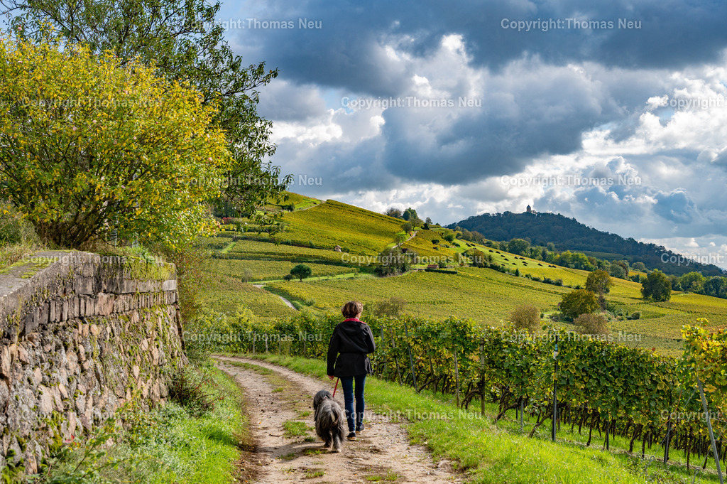 DSC_7010 | bre, in den Weinbergen zwischen Bensheim und Heppenheim, Herbststimmung ,Weinberge, Landschaftsfotografie,, Bild: Thomas Neu