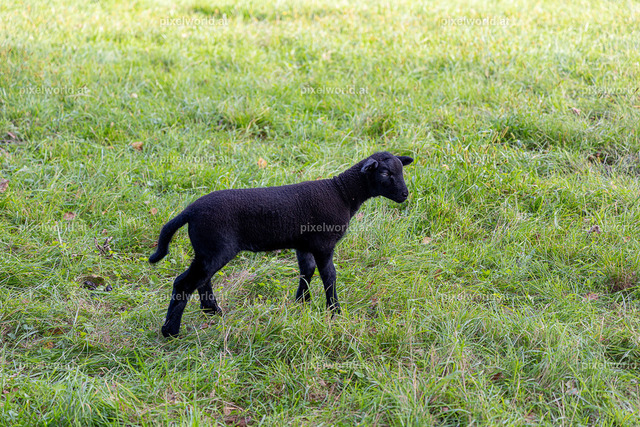Kulinarischer Herbstreigen am Maltschacher See | Bildershop von pixelworld.at - Realisiert mit Pictrs.com