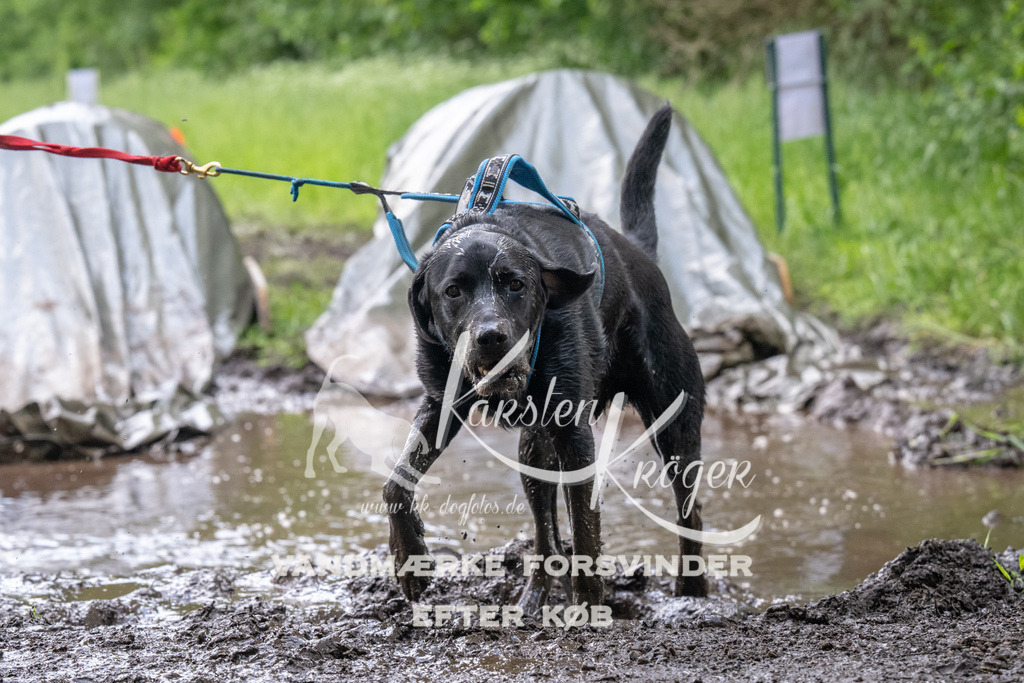 1225_ZZ92147 | kk-dogfotos