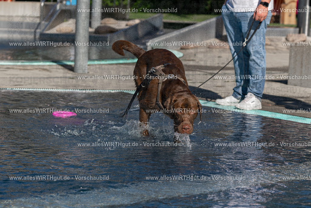Hundeschwimmen_Volksbad_2026-allesWIRTHgut_Tierfotografie-2609061054-FAY06025 | Professionelle Tierfotografie in Mönchengladbach von Daniel Wirth (allesWIRTHgut). Liebevolle & natürliche Bilder von Hunden & Katzen für unvergessliche Erinnerungen.