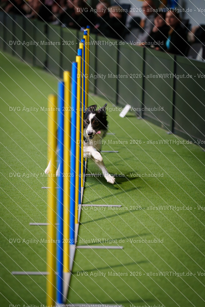 allesWIRTHgut_Tierfotografie-DVG_Agility_Masters_2026-15_06-7R502035 | Professionelle Tierfotografie in Mönchengladbach von Daniel Wirth (allesWIRTHgut). Liebevolle & natürliche Bilder von Hunden & Katzen für unvergessliche Erinnerungen.