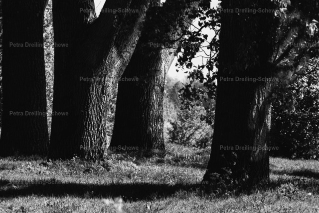 Waldweg am Rhein | Waldspaziergang in Wesel - Realisiert mit Pictrs.com