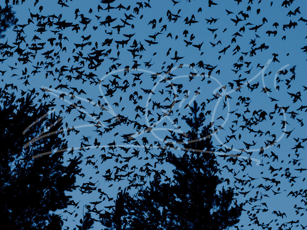 Vogelschwarm | Die Buchfinken haben in der Nähe von Schelklingen überwintert. Sie kommen den skandinavischen Ländern und Nordasien in Schwärmen zusammen. Alleine wie die das machen wirft schon viele Fragen auf. Wenn sie sich einen geeigneten Ort gesucht habe, sind sie tagsüber vertraut am Essen suchen. Erst zur Dämmerung finden sie wieder in kleinere Schwärme zusammen und fliegen zur Schlafstelle. Dort versammeln sich alle Schwärme und bilden immer größere Formationen. Das in echt mitzuerleben ist Gänsehaut pur! Bis dann diese geschätzten 4 Millionen Buchfinken in einem relativ kleinen Waldstück zusammen übernachten. Die Geräuschkulisse ist beachtlich und der ganze Boden ist weiß. Die ganze Nacht wird der Wald von ihnen beschallt. Am nächsten Morgen fliegen sie dann alle gemeinsam los, alle in eine Richtung. Eine regelrechte Vogelstraße Bildet sich. Bin gleich öfters an diesen Ort gefahren um das zu erleben und meinen Mitmenschen zu zeigen. - Realisiert mit Pictrs.com