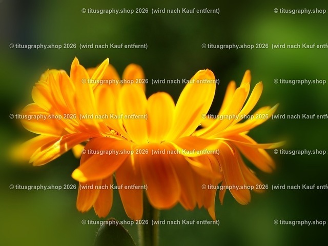 titusgraphy_P7042364-vz-ln_pe | titusgraphy-shop: Geschenkideen mit Qualitätsfotos. titusgraphy-shop: gift ideas with quality photos. titusgraphy-shop: idées cadeaux avec photos de qualité.  - Realisiert mit Pictrs.com